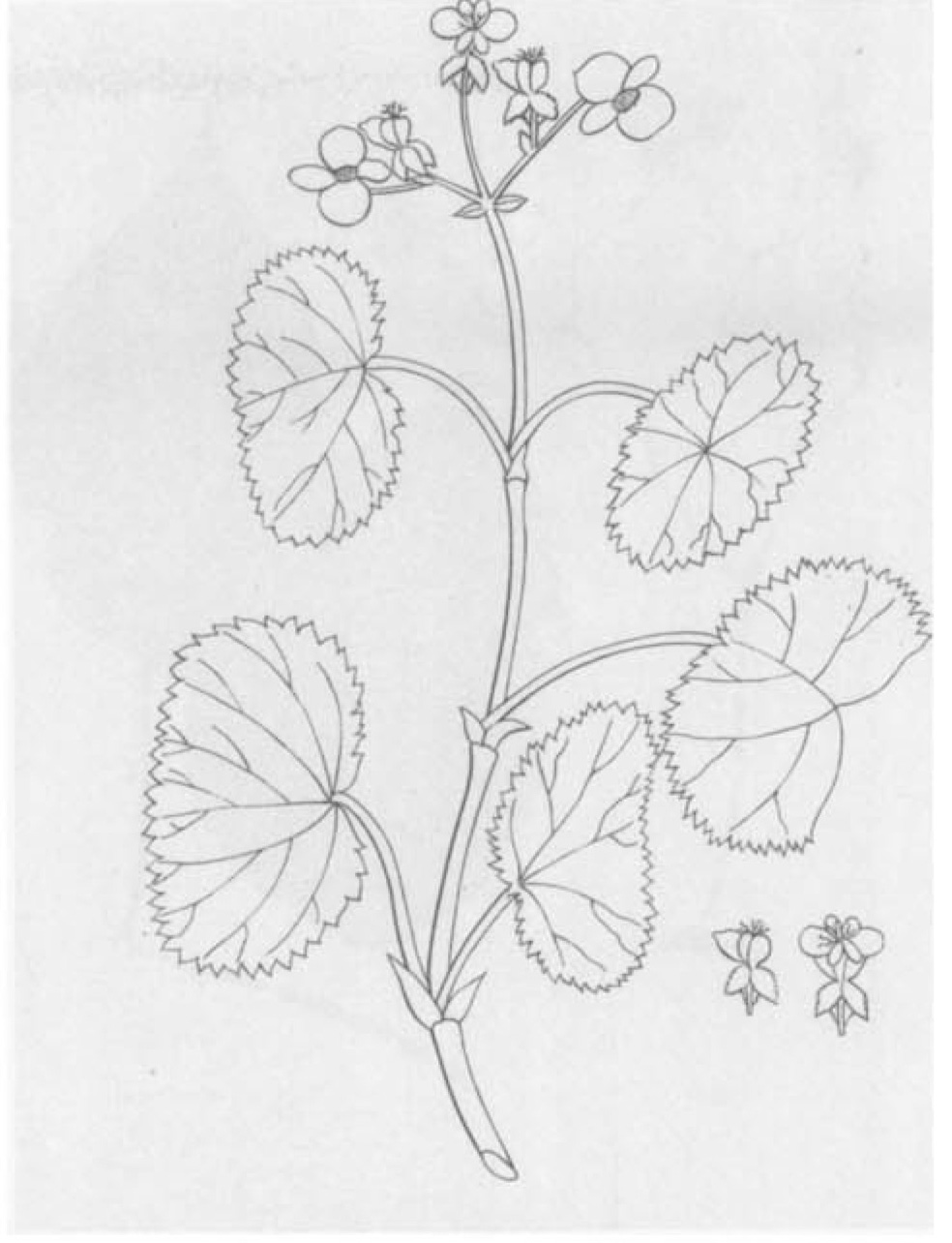B. fabulosa